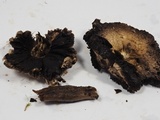 Agaricus californicus image