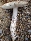 Amanita protecta image