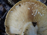 Lactarius argillaceifolius image