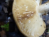 Lactarius argillaceifolius image