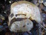 Lactarius argillaceifolius var. megacarpus image