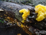 Naematelia aurantia image