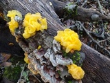 Naematelia aurantia image