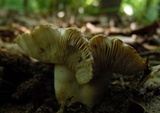 Russula sororia image