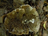 Russula sororia image