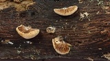 Simocybe haustellaris image