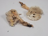 Hygrophorus eburneus image