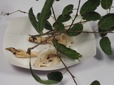 Hygrophorus eburneus image