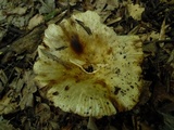Russula sororia image