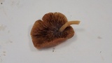Simocybe centunculus var. centunculus image