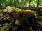 Russula sororia image