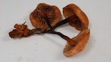 Gymnopus brassicolens var. brassicolens image
