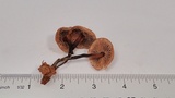 Gymnopus brassicolens var. brassicolens image