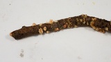 Stictis radiata image