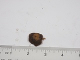 Simocybe centunculus var. centunculus image