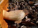 Boletus luridus image