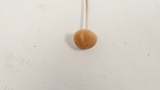 Mycena filopes image