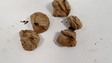 Lycoperdon pratense image