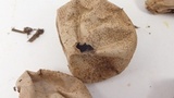 Lycoperdon pratense image