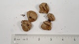 Lycoperdon pratense image