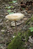 Xerula megalospora image