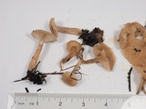 Clitocybe fragrans image