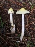 Amanita williamsiae image