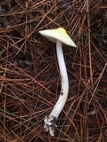 Amanita williamsiae image