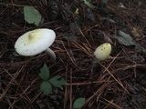 Amanita williamsiae image