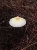 Amanita williamsiae image