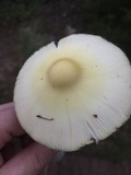 Amanita williamsiae image