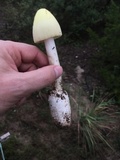 Amanita williamsiae image