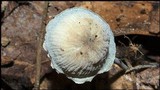 Tetrapyrgos nigripes image