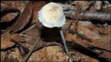 Tetrapyrgos nigripes image