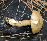 Pseudoboletus parasiticus image