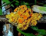 Xanthomendoza hasseana image