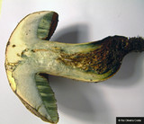 Boletus luridus image