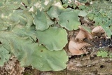 Parmotrema tinctorum image