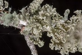 Parmotrema hypotropum image