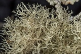 Ramalina willeyi image