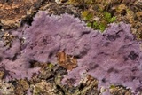 Punctularia atropurpurascens image