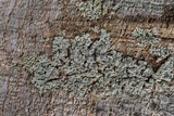 Physcia neogaea image