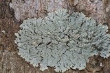 Dirinaria applanata image