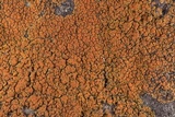 Caloplaca squamosa image