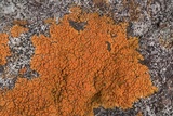Caloplaca squamosa image