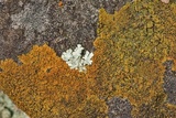 Caloplaca squamosa image