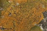 Caloplaca squamosa image
