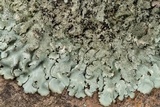 Xanthoparmelia conspersa image
