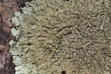 Xanthoparmelia conspersa image