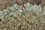 Xanthoparmelia conspersa image